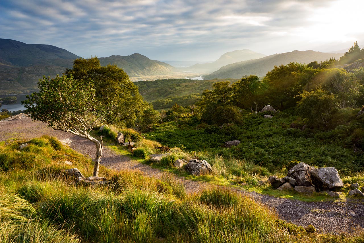 Killarney National Park • Majestic Ireland Road Trips